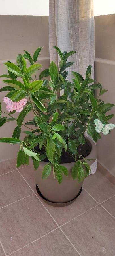 شقة Anna'S House Theologos المظهر الخارجي الصورة